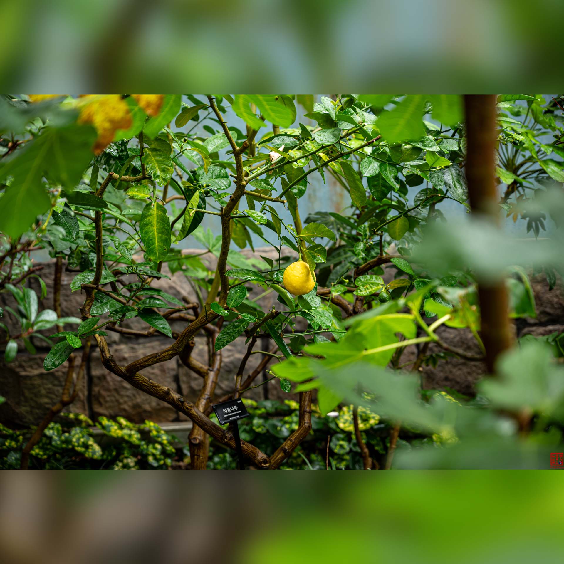 Petite fleur jaune isolée au milieu d'un feuillage vert luxuriant