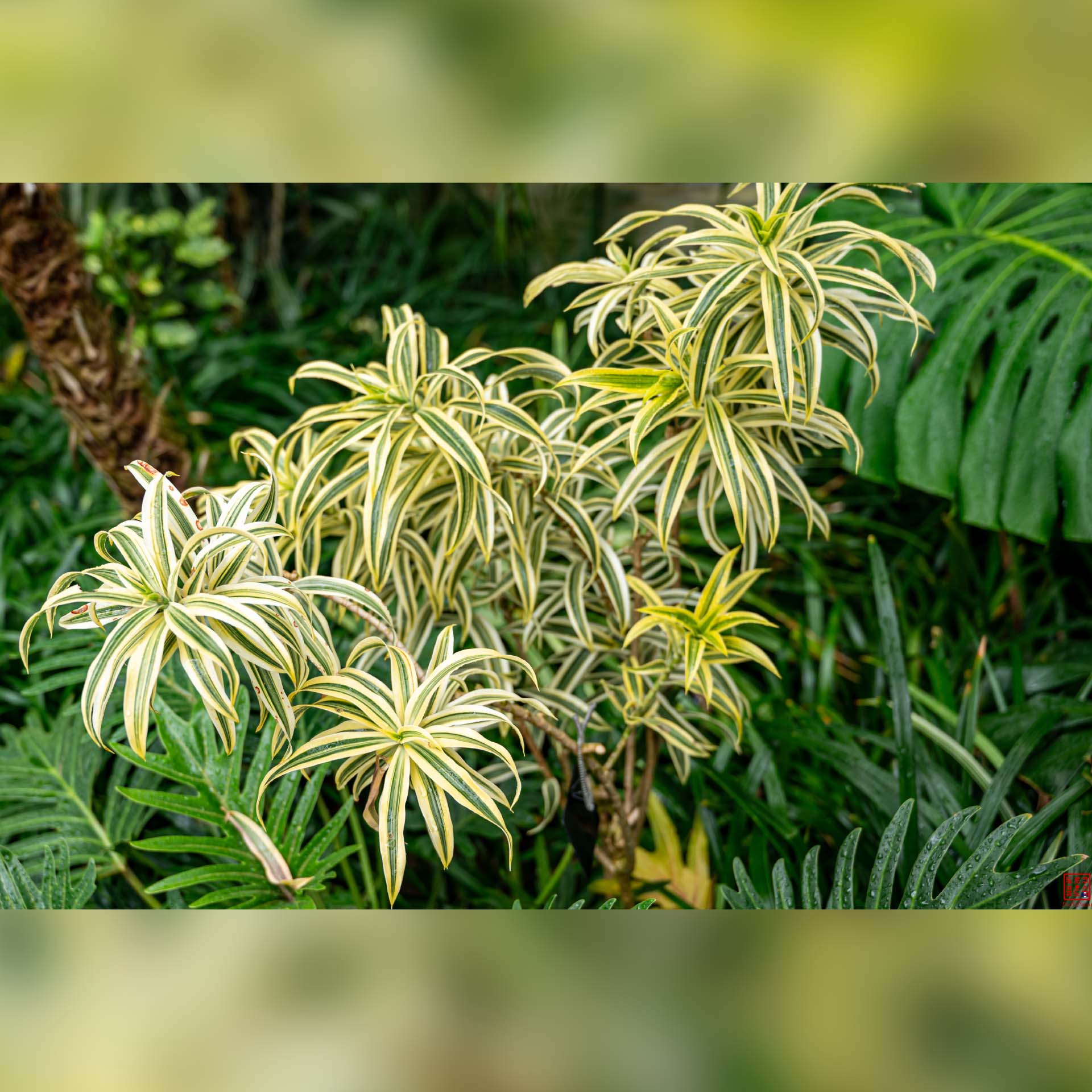 Plante exotique aux feuilles claires et ramifiées au Seoul Grand Park