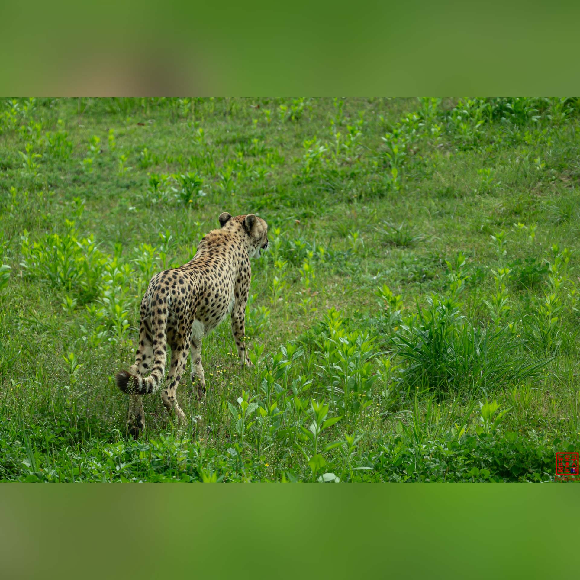 Guépard en liberté dans son enclos paysager au zoo du Seoul Grand Park