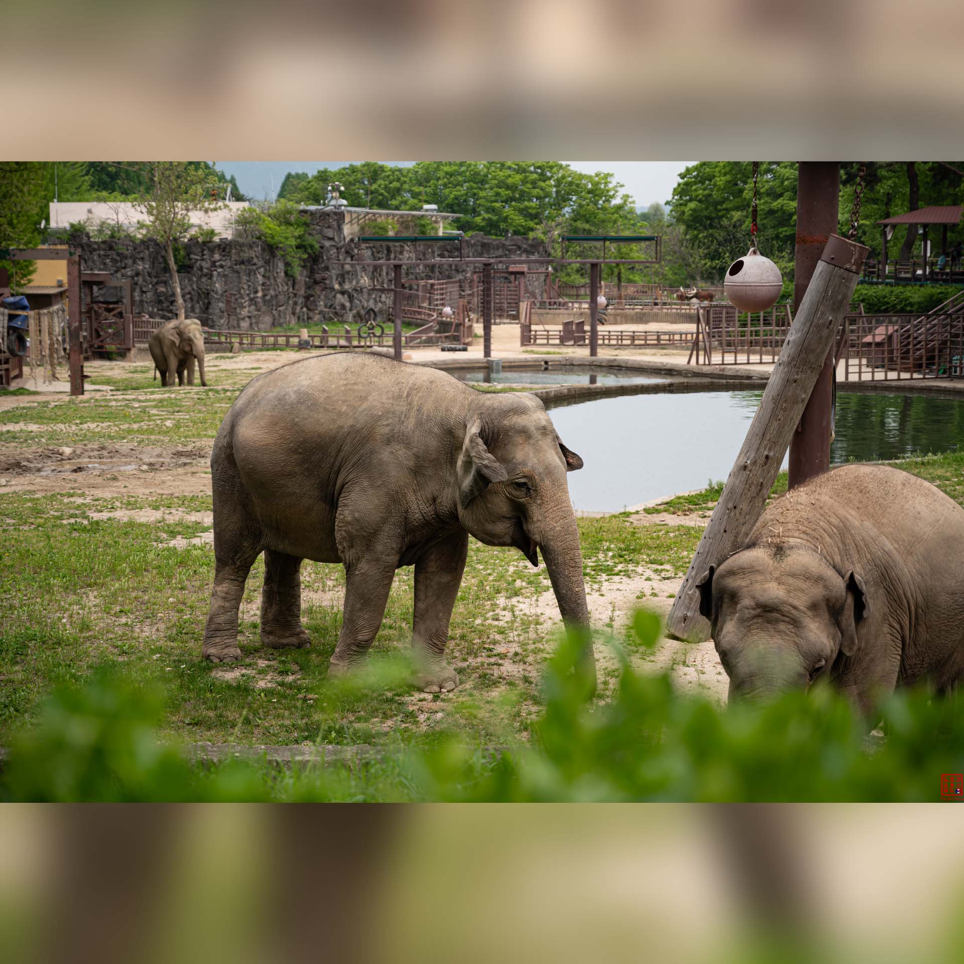 Éléphants se promenant paisiblement dans leur enclos herbeux