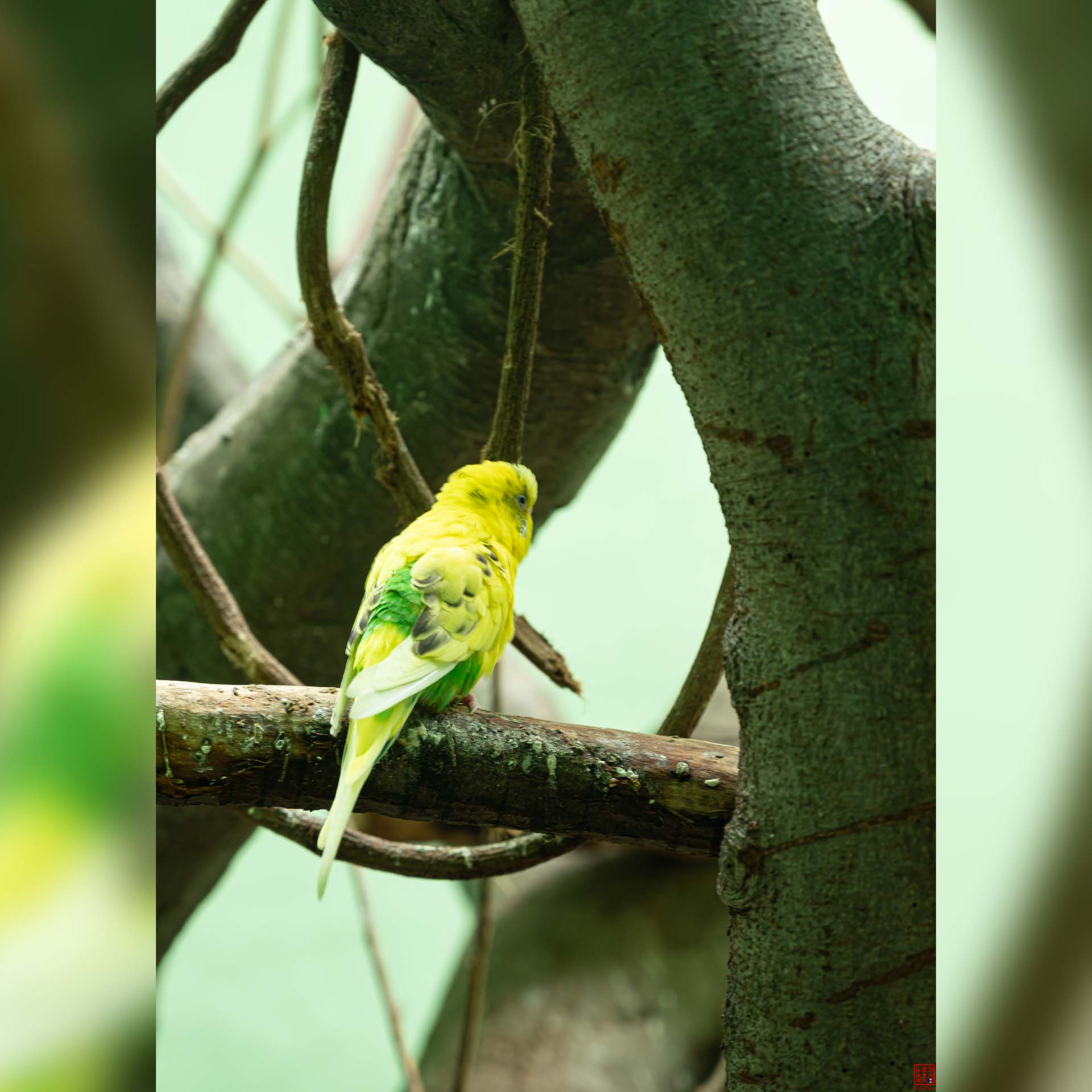 Perruche colorée perchée sur une branche d'arbre au zoo