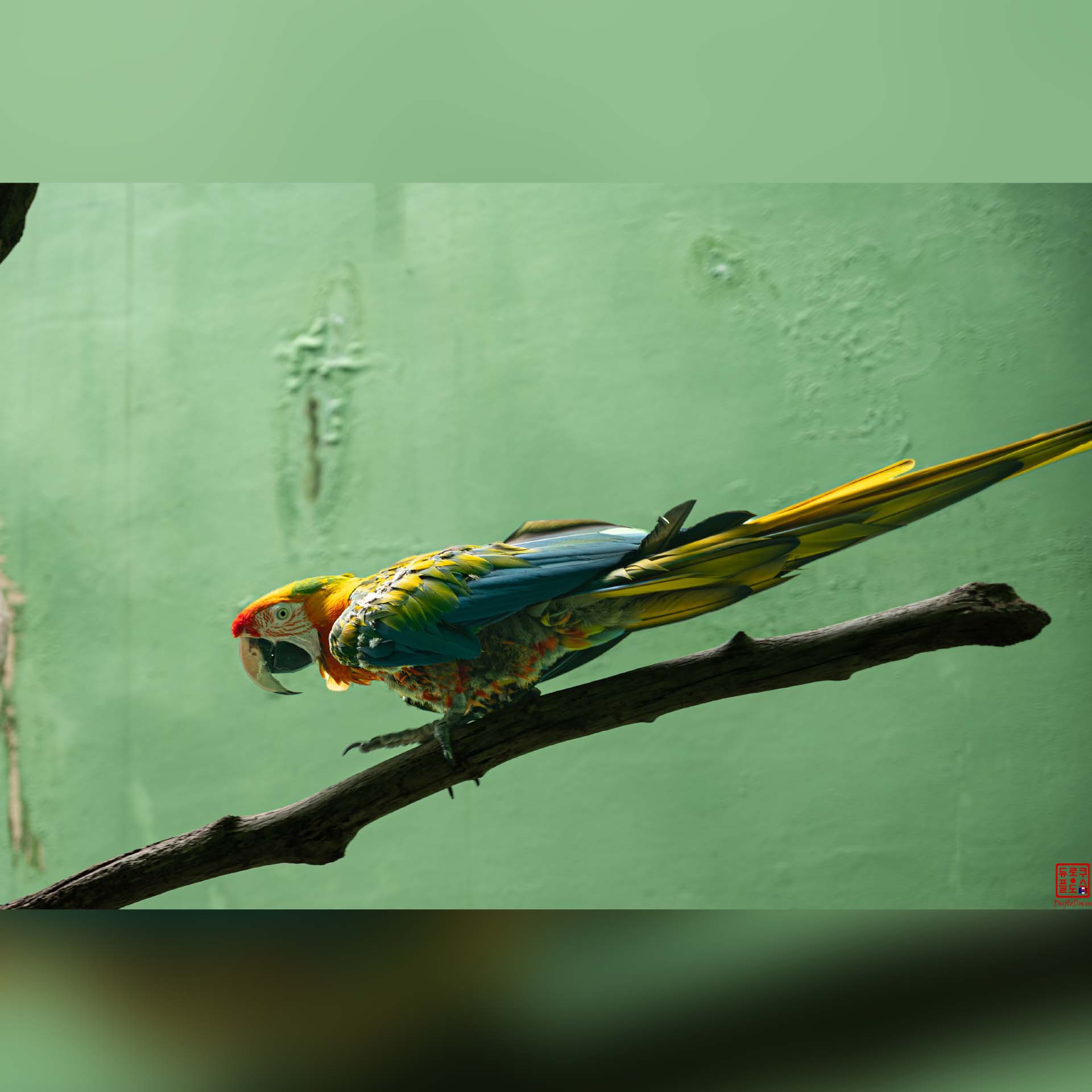 Magnifique oiseau aux plumes multicolores posé sur une branche