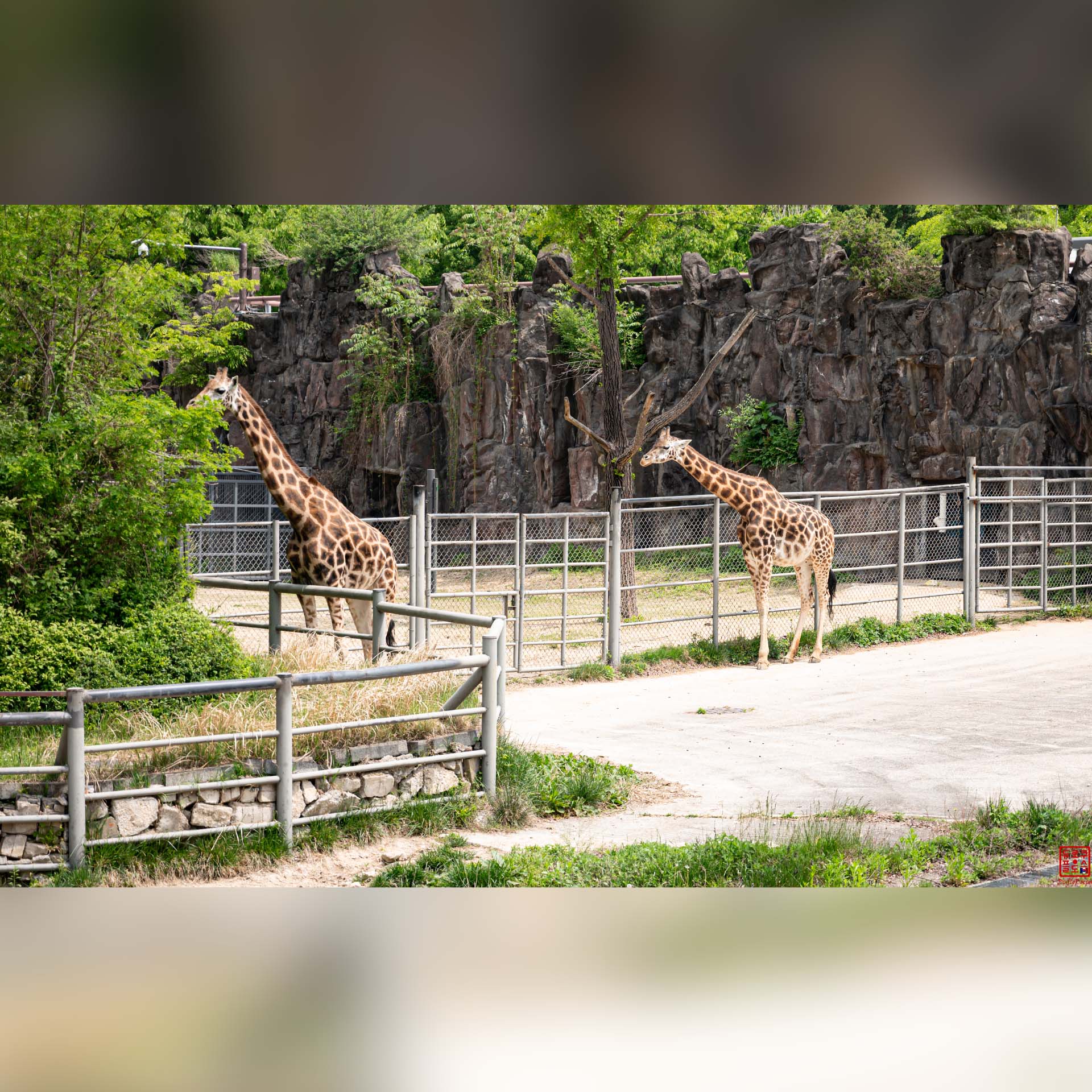 Giraffes marchant gracieusement dans leur enclos du Seoul Grand Park