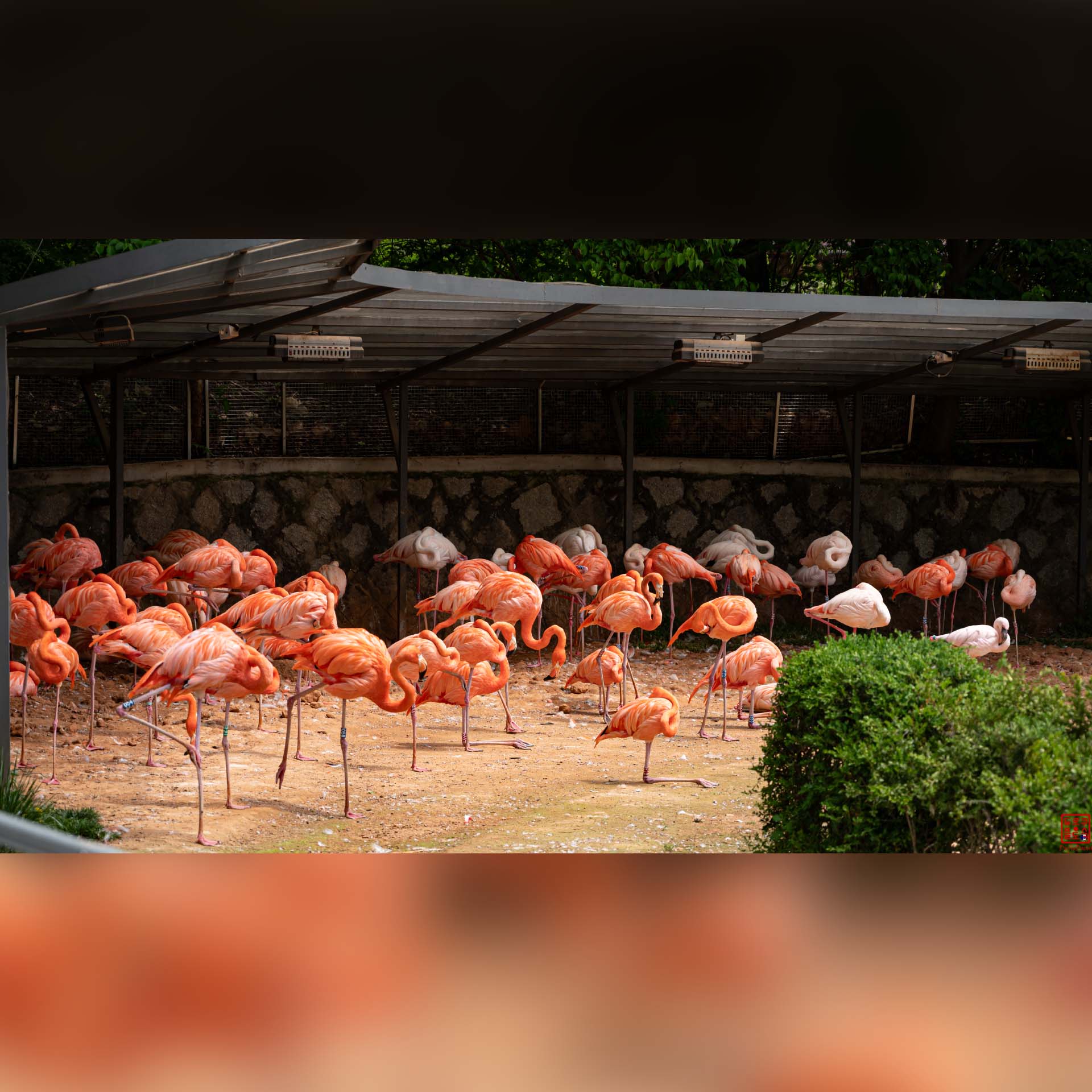 Groupe de flamants roses rassemblés au bord de l'eau