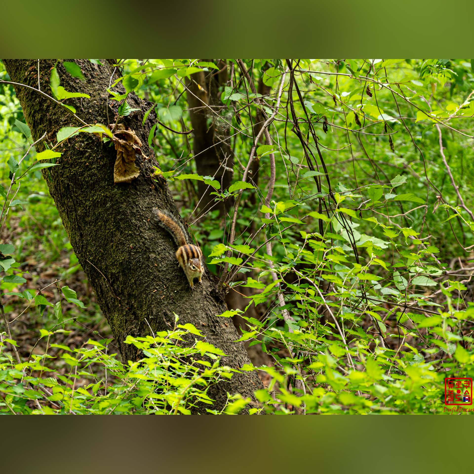 Écureuil ou petit animal sauvage grimpant sur le tronc d'un arbre