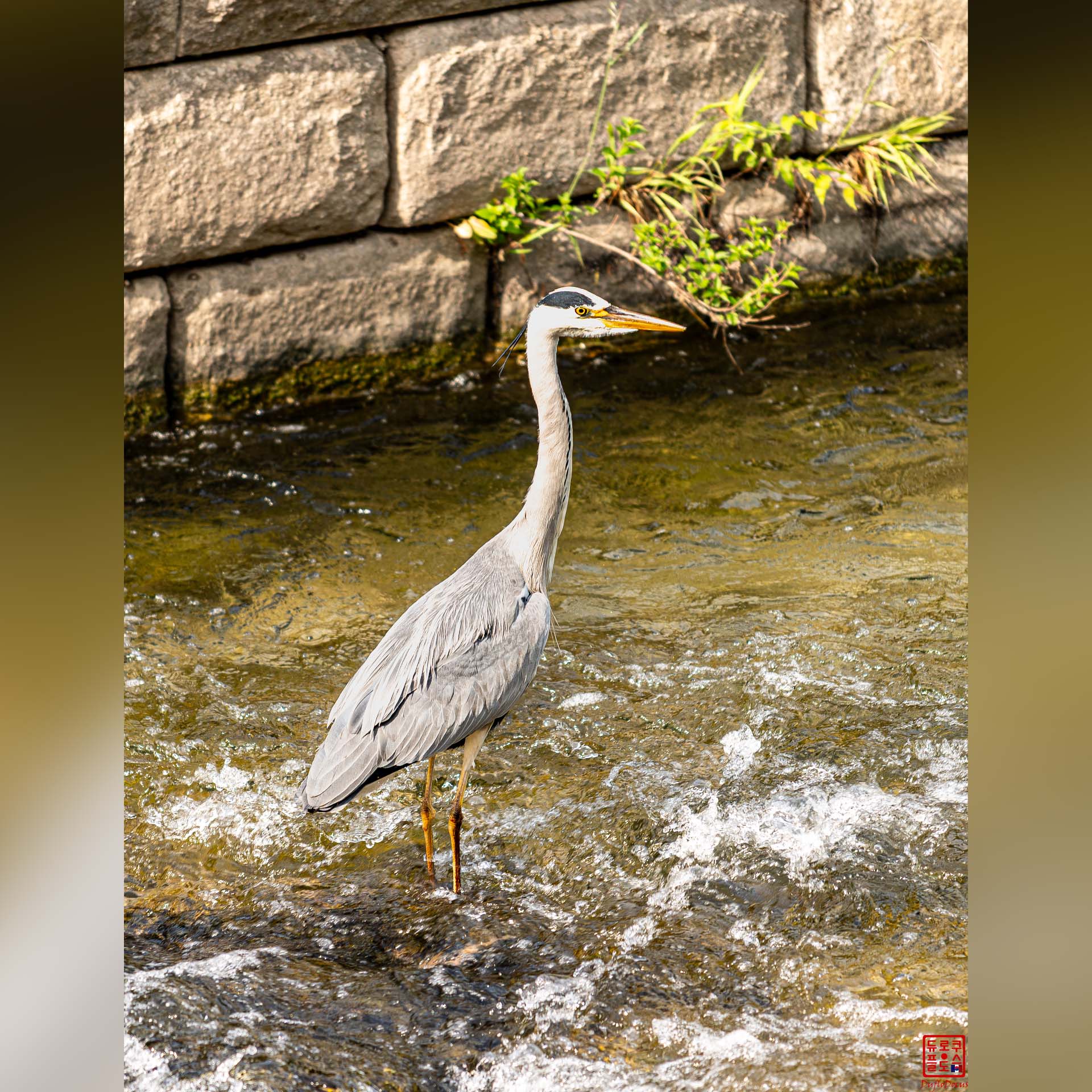 Héron cendré se tenant dans un cours d'eau ou le long de berges rocheuses à Séoul