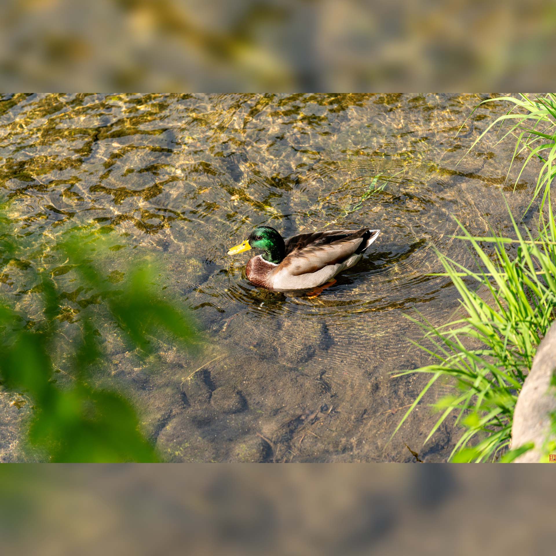 Canal urbain ou plan d'eau aménagé au cœur de l'environnement urbain de Séoul