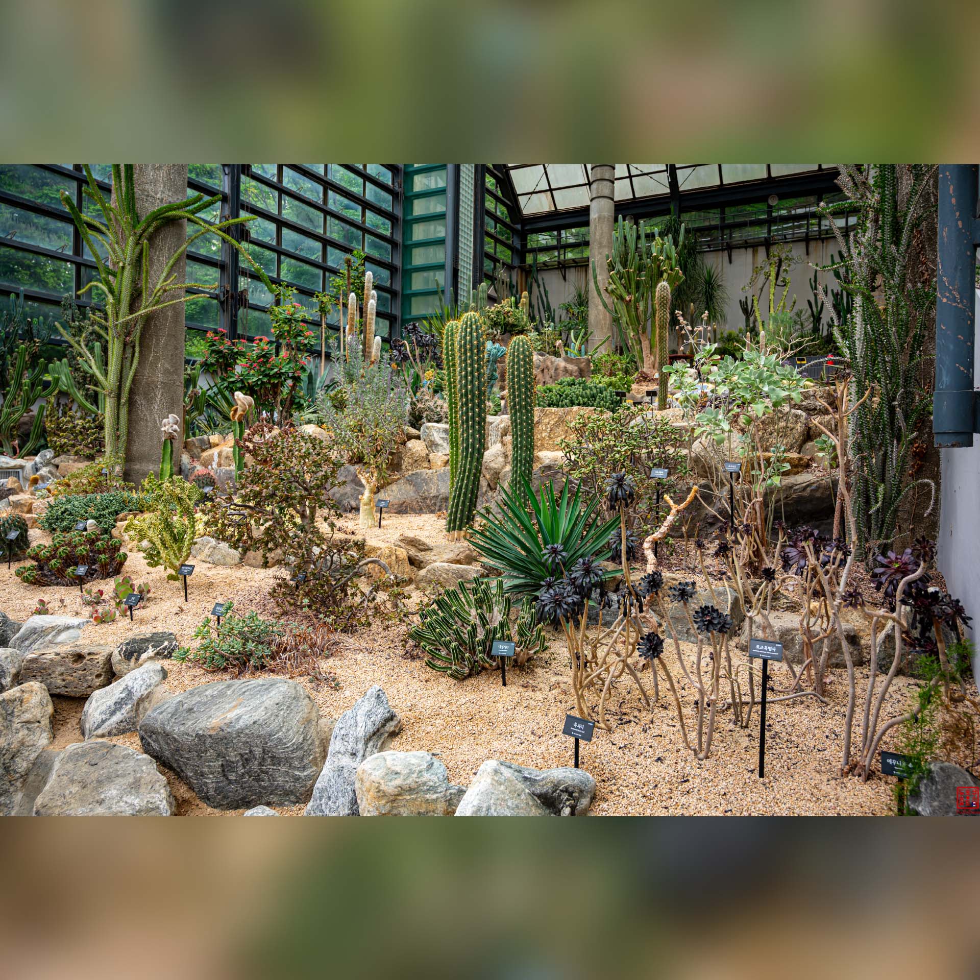 Jardin de cactus et plantes succulentes dans la serre du parc