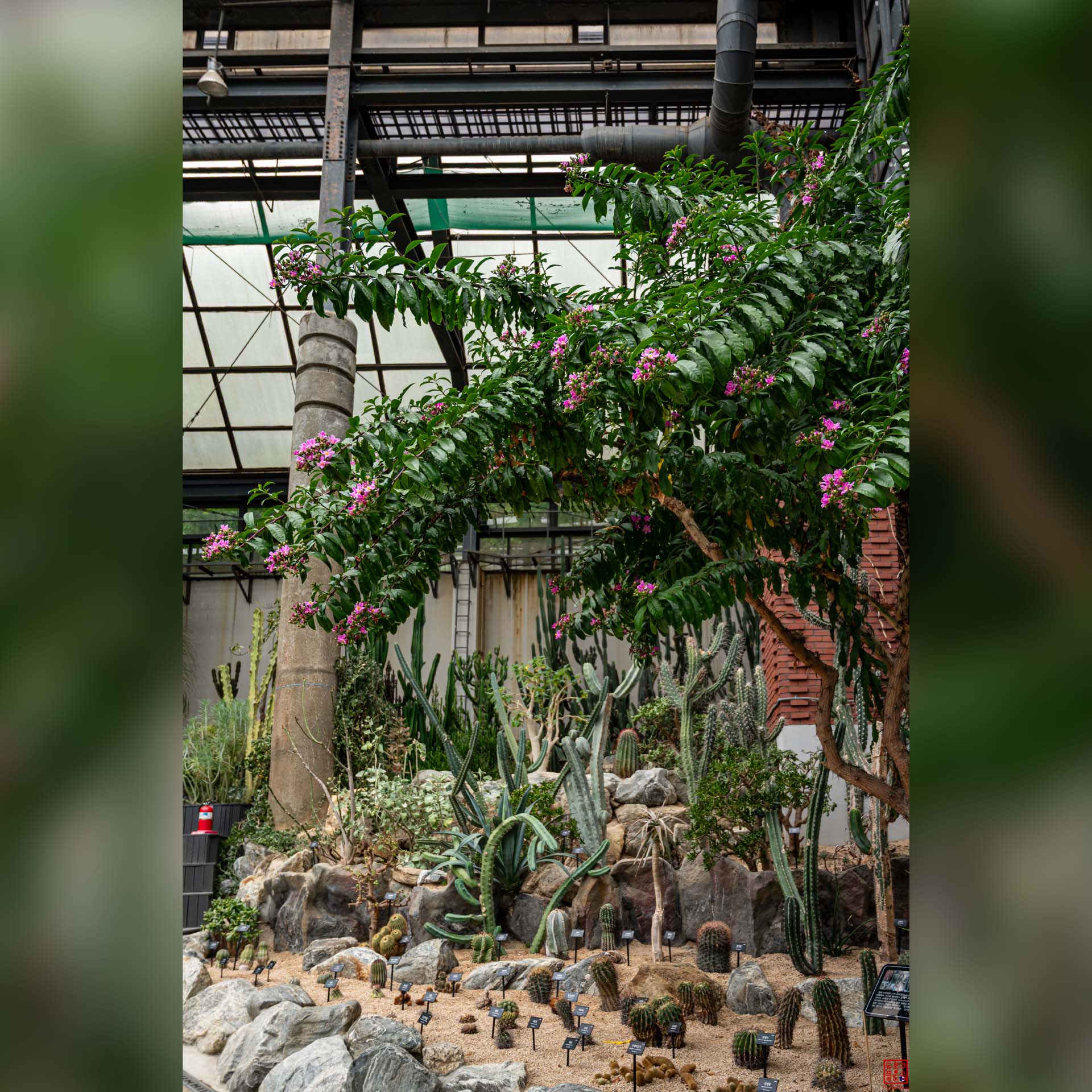 Végétation tropicale luxuriante à l'intérieur d'une serre du Seoul Grand Park