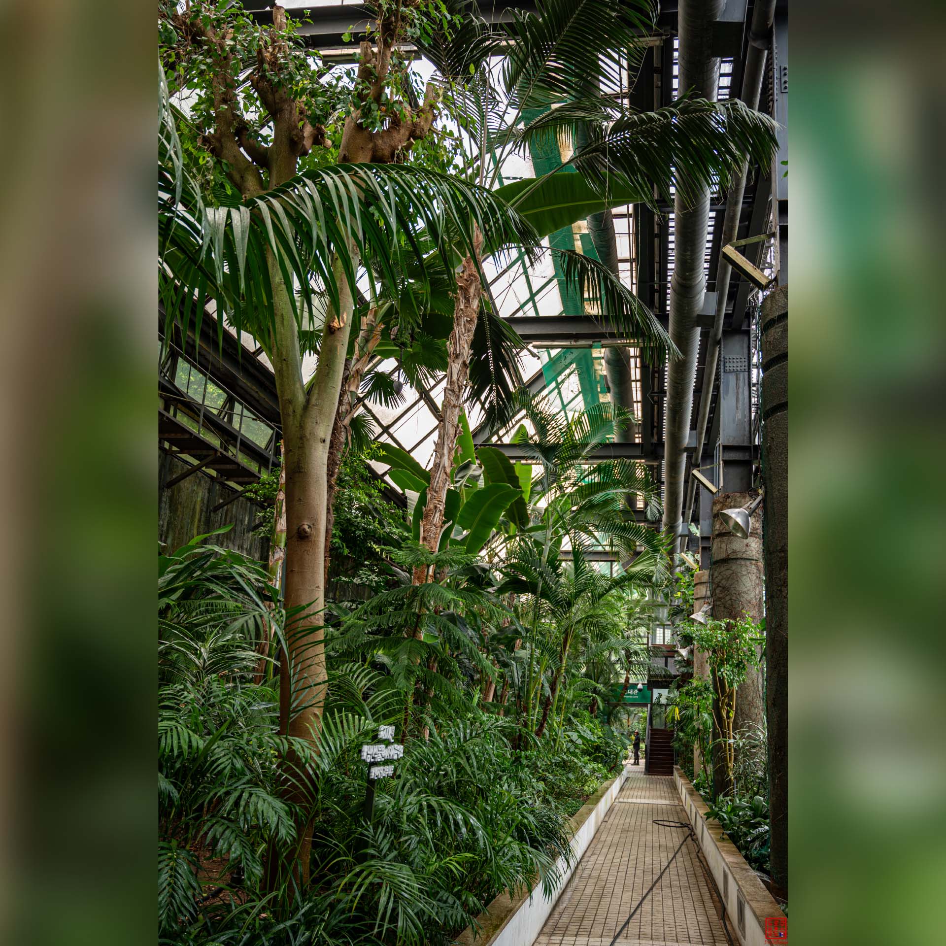 Allée verdoyante bordée de plantes exotiques sous une verrière